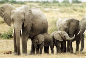 elephants-prjects